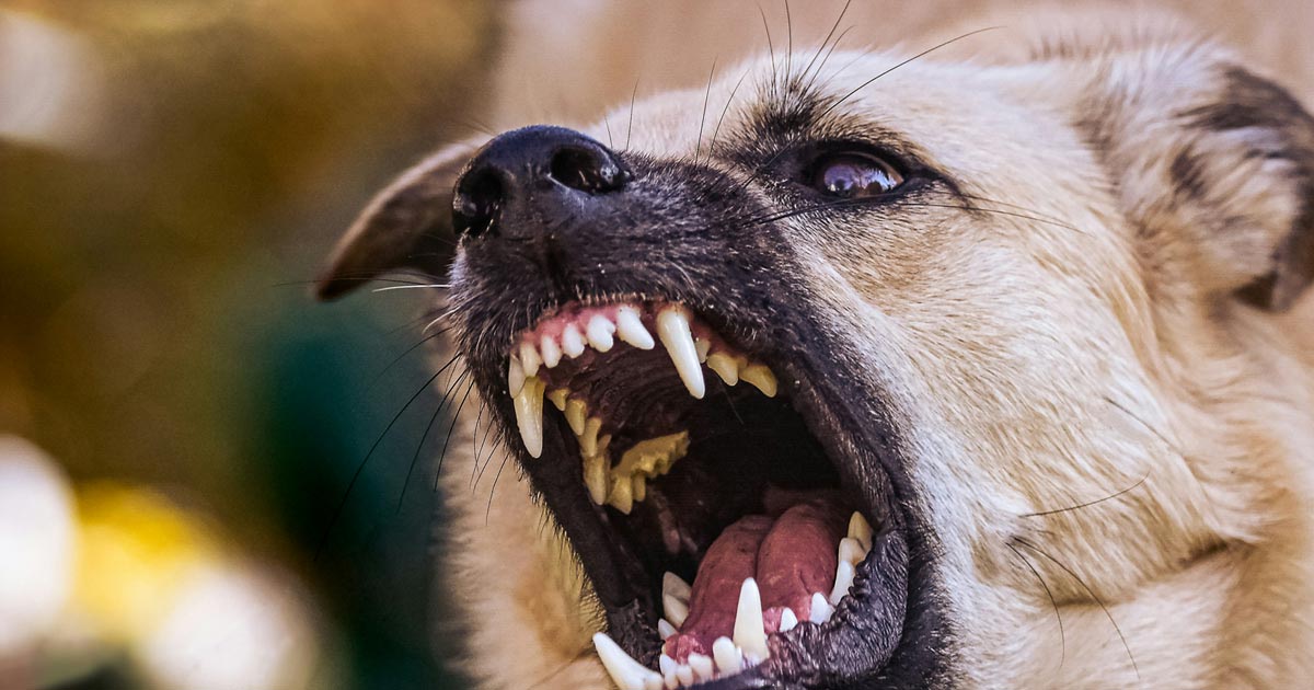 Complaints about Ross-on-Wye Town Councillors - conduct and predetermination